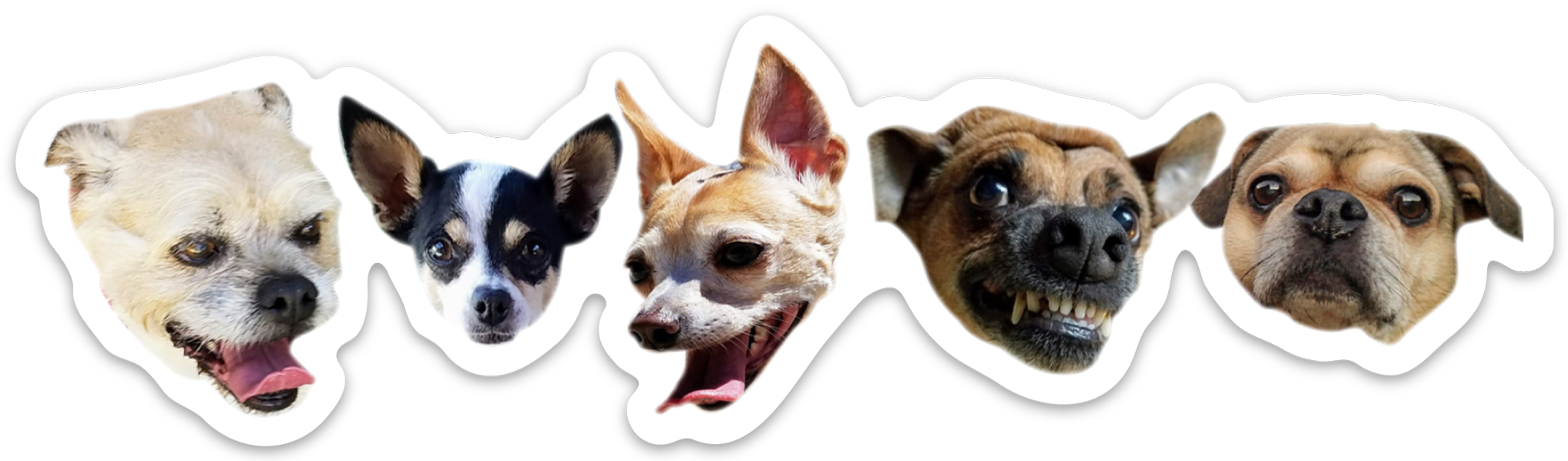 Frank.dog Pack