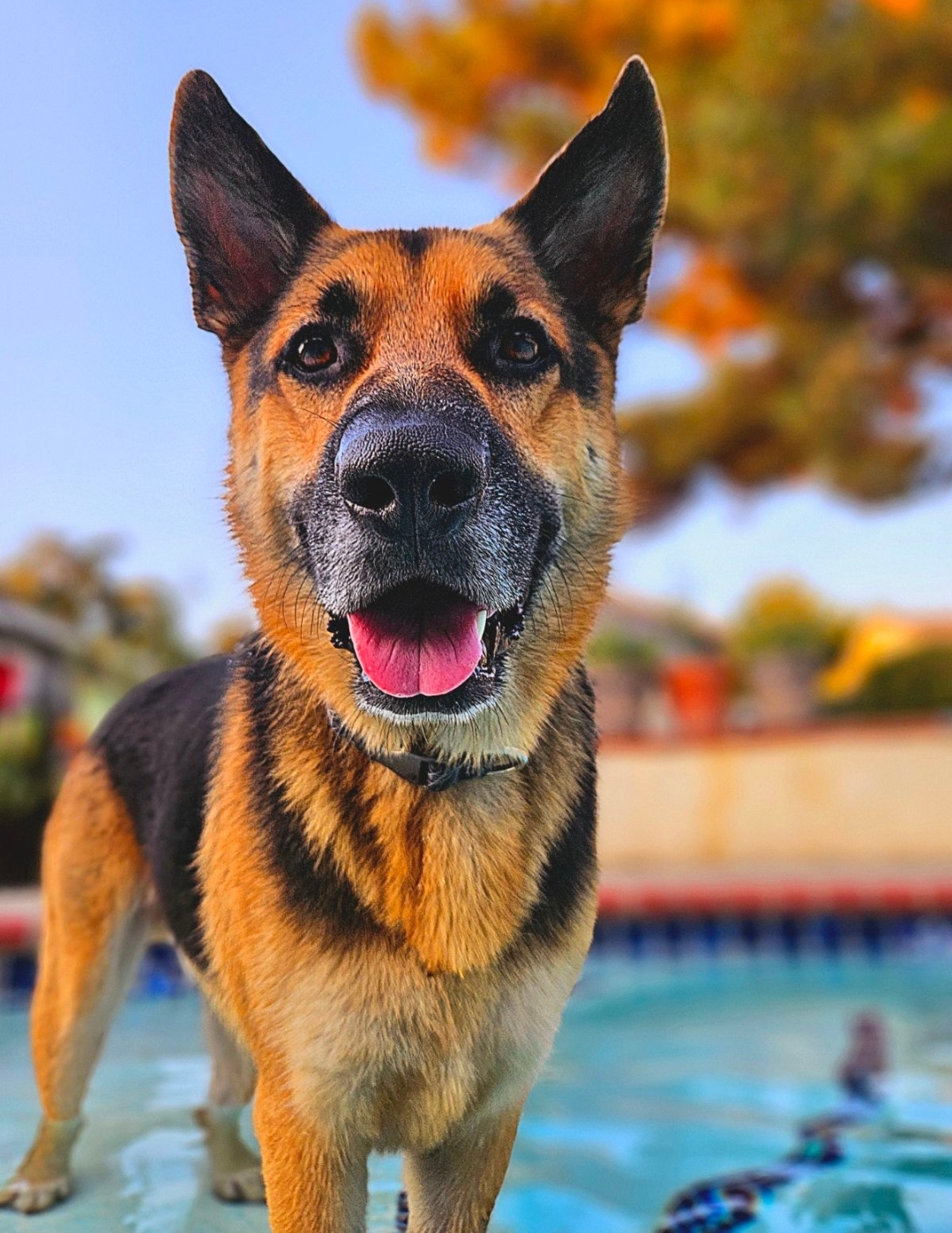 Bailey