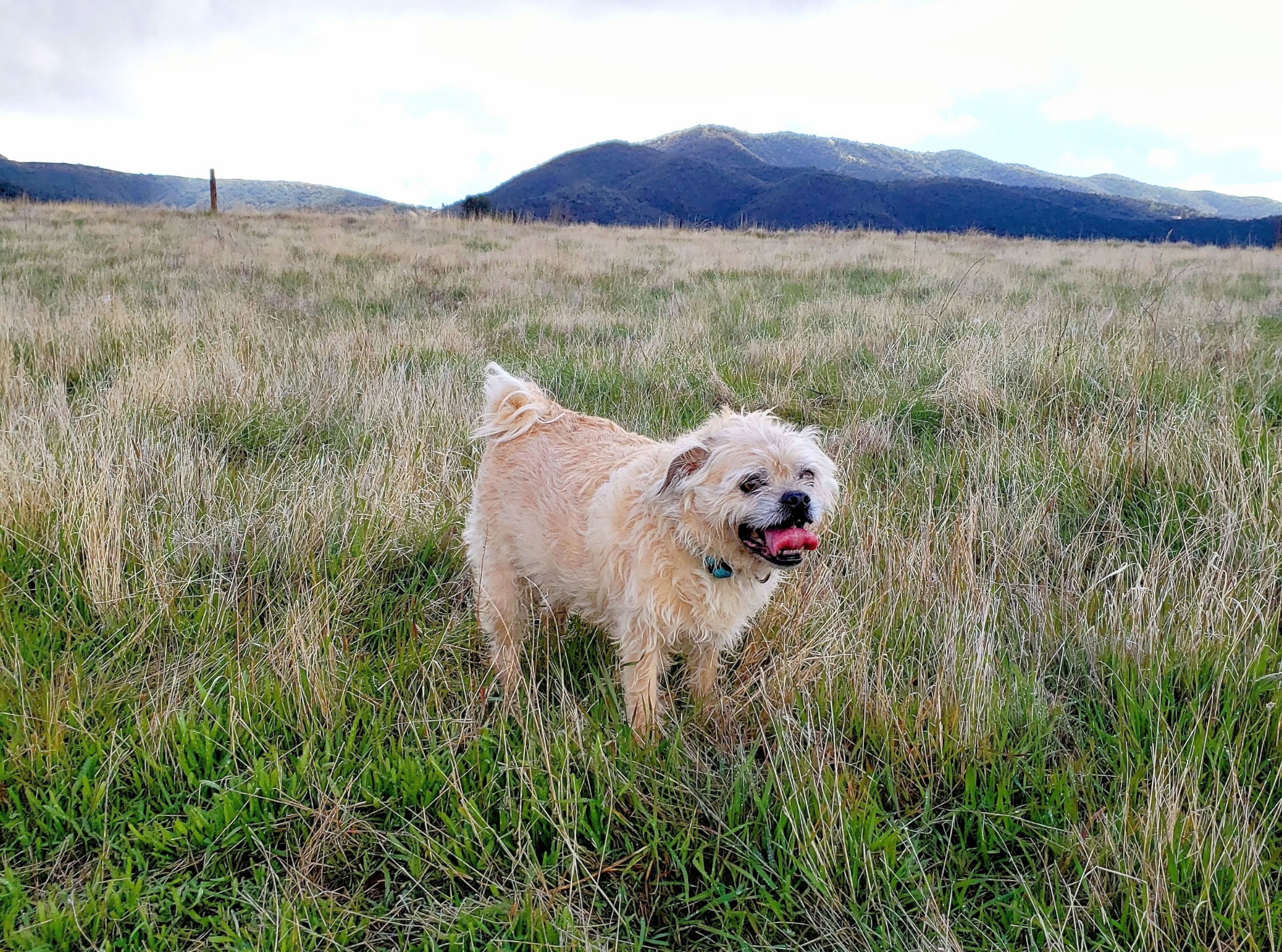 Daisy in field